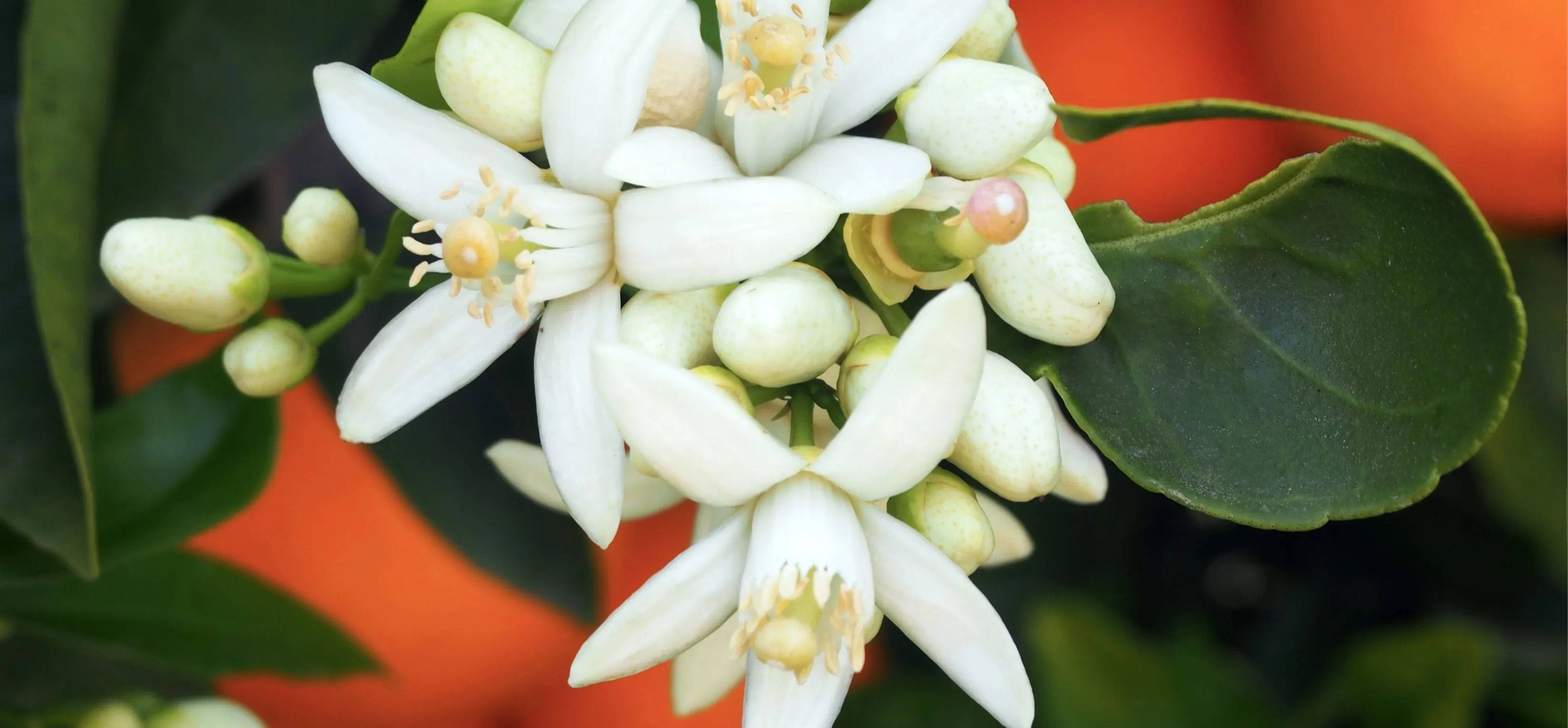 Portakal Çiçeği Festivali