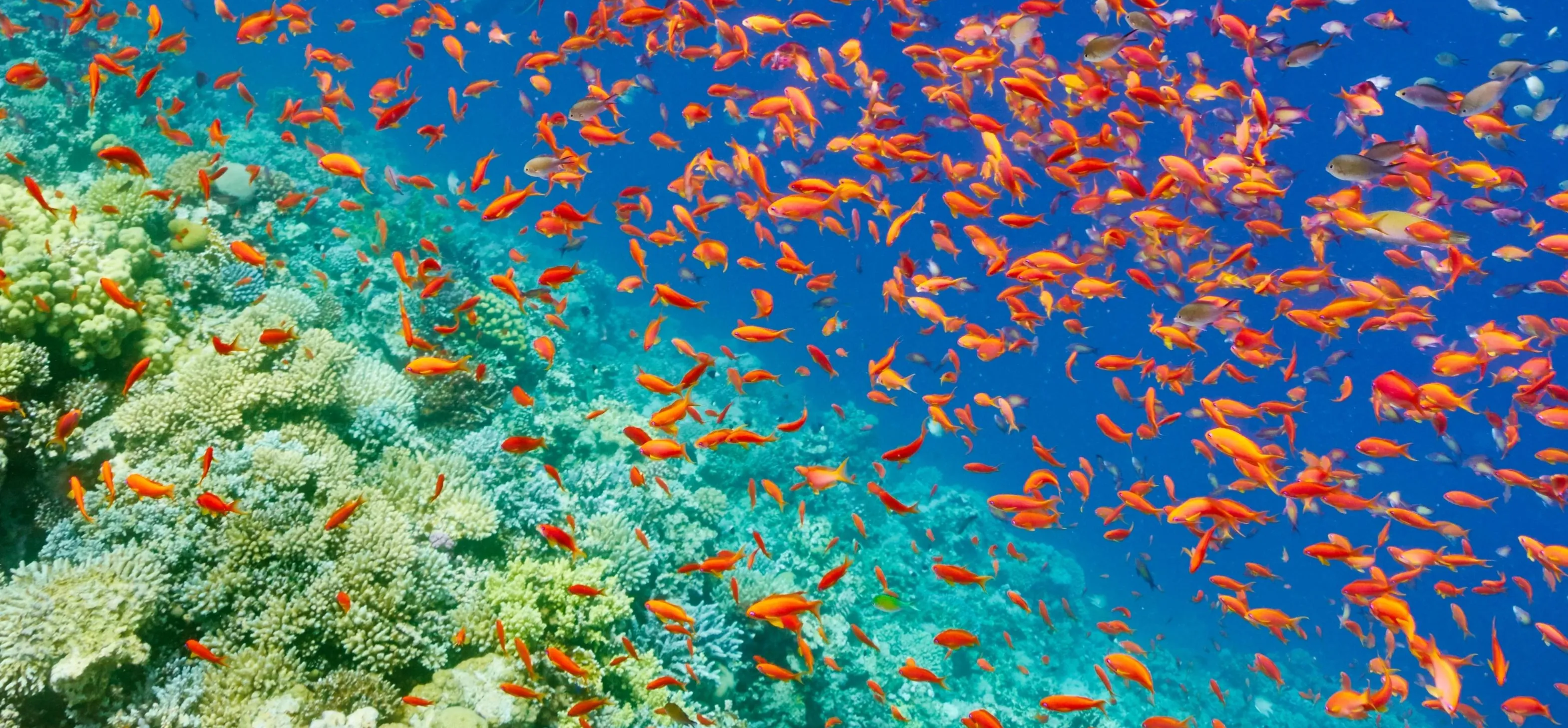 Ankara Hareketli Sharm el Sheikh Şehir Turu Dahil 